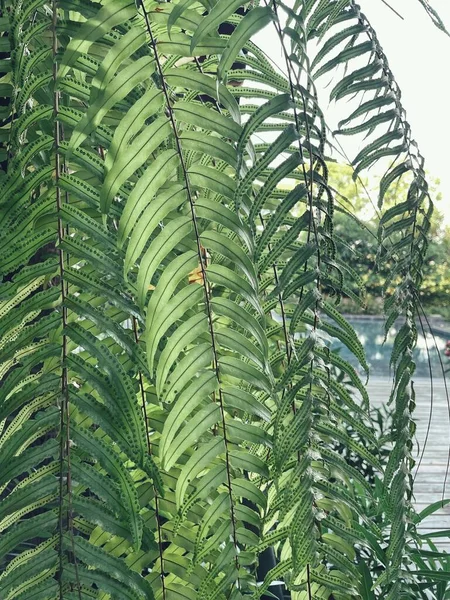 Hermosa Hojas Helecho Tropical — Foto de Stock