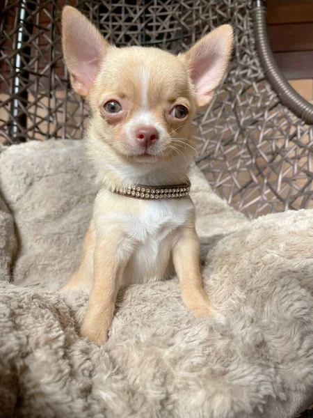Cute Baby Chihuahua Dog — Stock Photo, Image