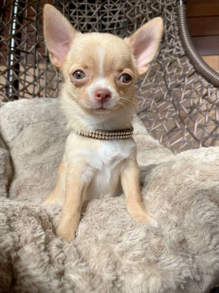 Cute Baby Chihuahua Dog — Photo