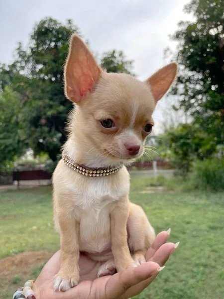 Cute Baby Chihuahua Dog — Fotografia de Stock