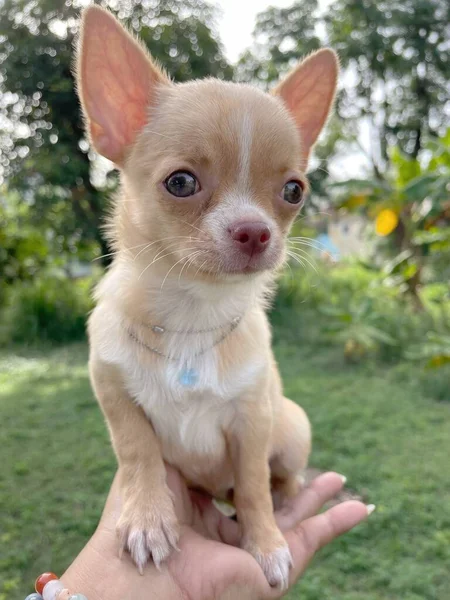 Cute Baby Chihuahua Dog — 图库照片