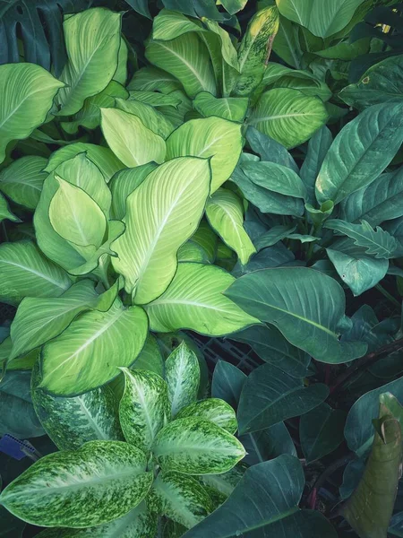 Beautiful Tropical Leaves Background — Stock Photo, Image