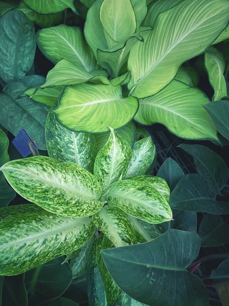 Beautiful Tropical Leaves Background — Stock Photo, Image