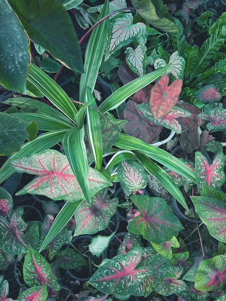 Bela Folhas Tropicais Fundo — Fotografia de Stock