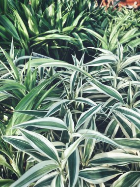 Yeşil tropik yaprakların güzelliği