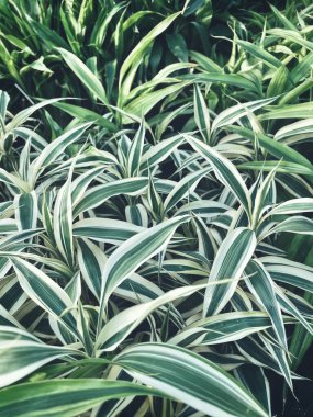 Yeşil tropik yaprakların güzelliği