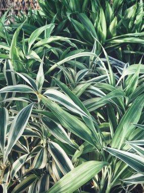 Yeşil tropik yaprakların güzelliği