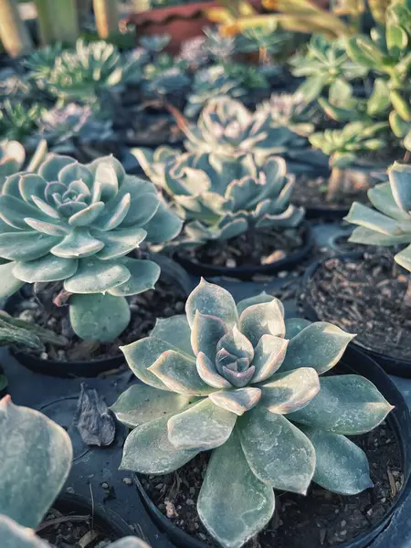 仙人掌植物的密闭 — 图库照片