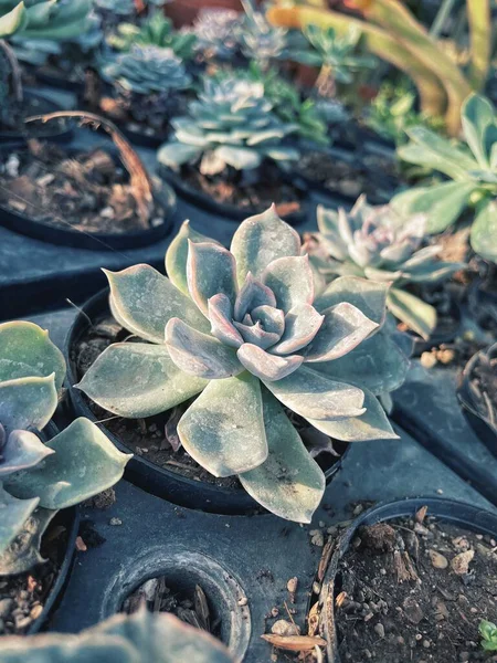 Primo Piano Della Pianta Cactus — Foto Stock