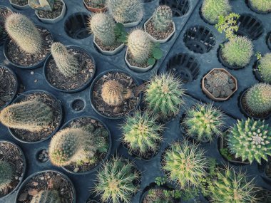 Tencereye kaktüs bitkisi.