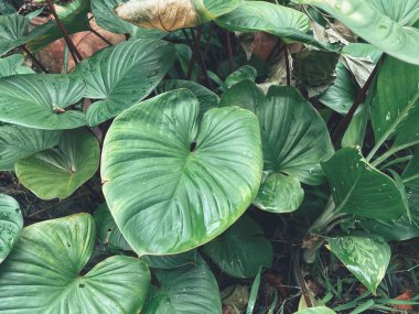 Yeşil tropik yaprakların güzelliği