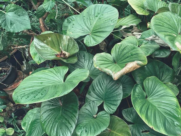 Bela Folhas Tropicais Verdes — Fotografia de Stock