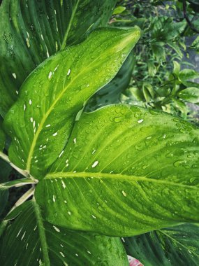 Yeşil tropik yaprakların güzelliği