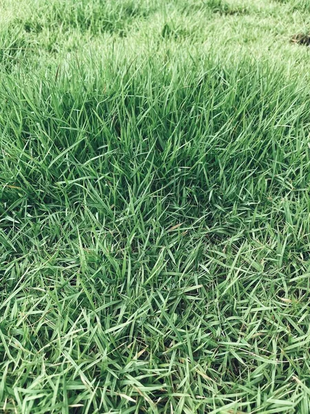 Green Grass Leave Background Texture — Stock Photo, Image