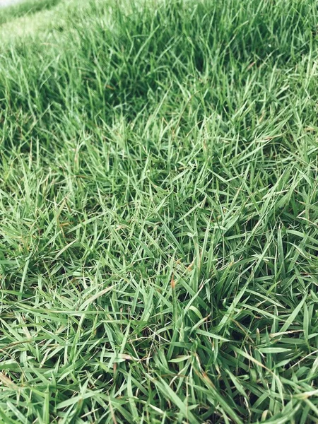 Grünes Gras Hinterlässt Hintergrund Oder Textur — Stockfoto
