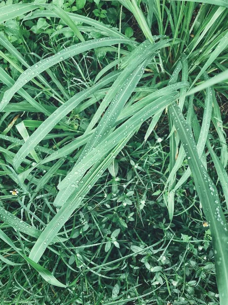 Grüne Vetiver Blätter Hintergrund Oder Textur — Stockfoto