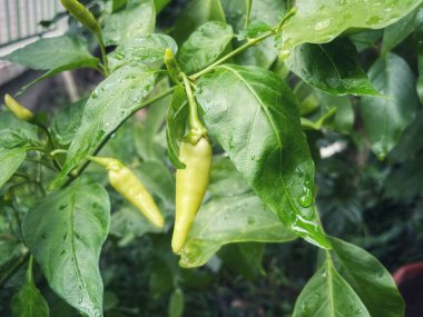Yeşil biber bitkisini kapatın.