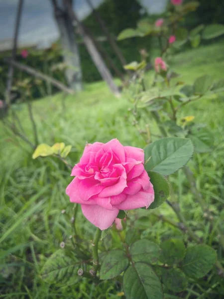 Schöne Rosa Rosenblüte Und Blätter — Stockfoto