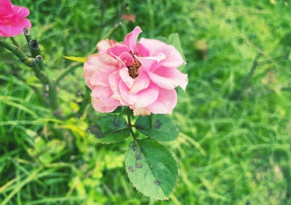 Bela Rosa Rosa Flor Folhas — Fotografia de Stock