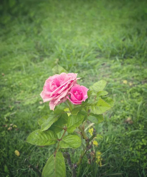 Krásná Růžová Růže Květiny Listy — Stock fotografie
