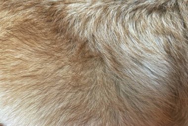 Köpek kürkü arka planı veya dokusu
