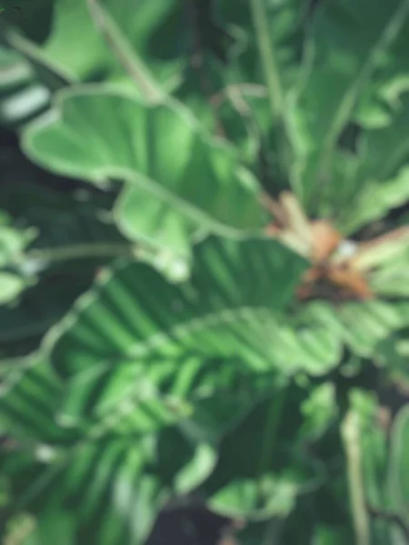 Blurred Green Tropical Leaves — Stock Photo, Image