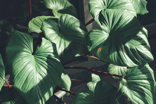 Bela Folhas Tropicais Verdes — Fotografia de Stock