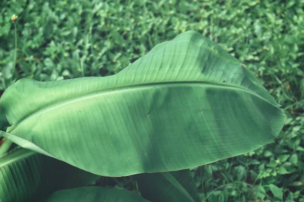 Piękne Zielone Liście Tropikalne Banana — Zdjęcie stockowe