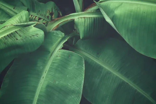 Gyönyörű Zöld Banán Trópusi Levelek — Stock Fotó