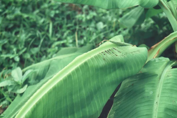 美丽的绿色香蕉热带树叶 — 图库照片