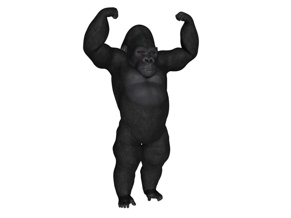Gorille Photo De Stock