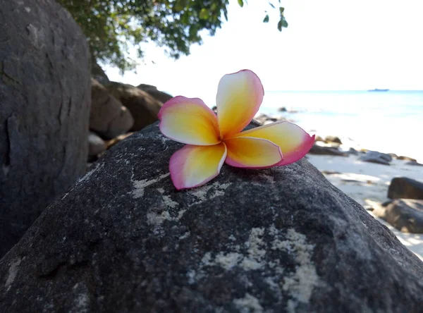 パラダイスビーチ 石の上のプルメリア — ストック写真
