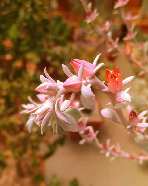 開花サボテン ピンクの素晴らしさ — ストック写真