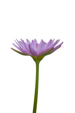 pembe mor çiçek lotus