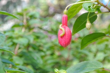 Caterpillar üzerinde kırmızı çiçek unbloom