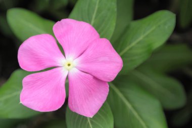 çiçeği Pembe Çiçek yaprak yeşil