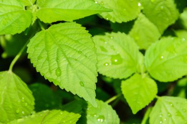 sabah güneş ışığı altında su sıçrama ile taze yaprak yeşil