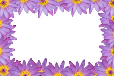 mor pembe lotus rastgele kenarlık