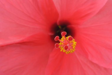 Kırmızı sarı kırmızı çiçek polen yakın çekim