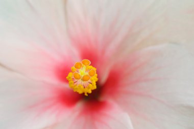 Pembe çiçek sarı polen yakın çekim