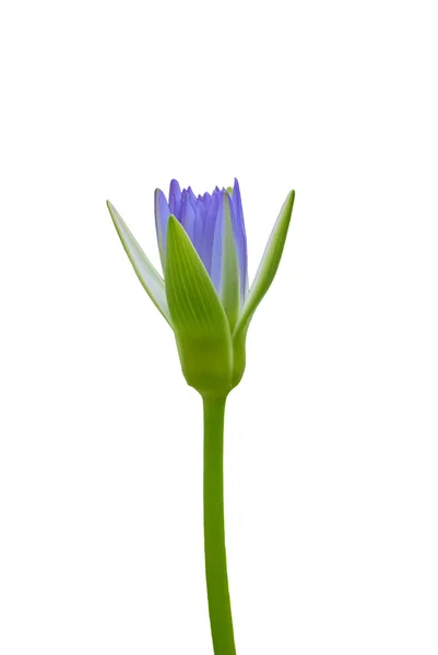 Blooming blue violet lotus — Stock Photo, Image