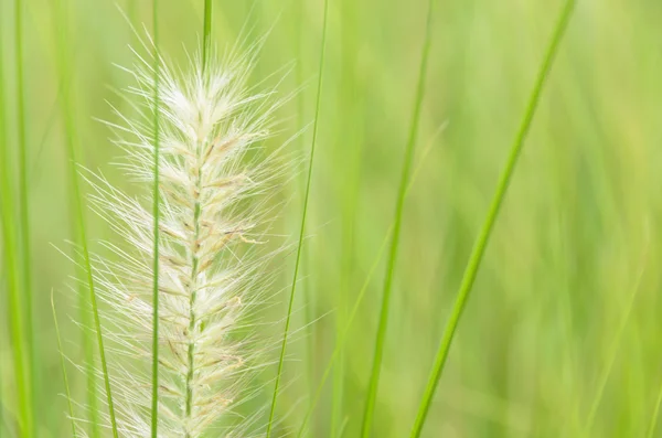 Green grass flower — Stock Photo, Image