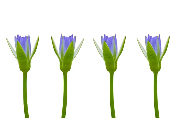 Фиолетовый синий лотос на белом фоне — стоковое фото