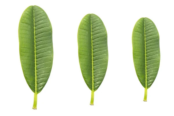 Feuille verte isolée sur fond blanc — Photo