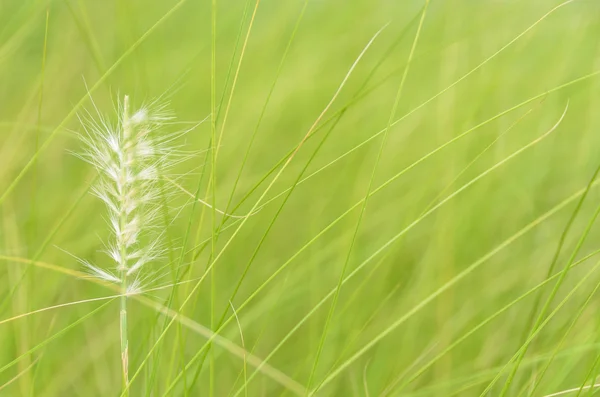 Grass flower in green background — Stock Photo, Image
