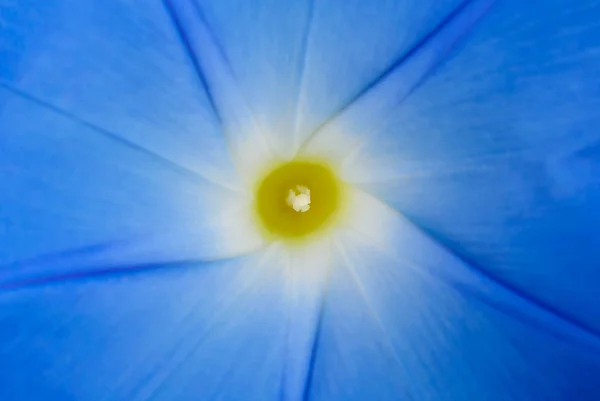 Niebieski kwiat z rdzeniem żółty — Zdjęcie stockowe