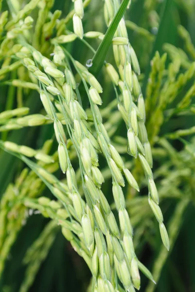 Fresh rice seed vertical — Stock Photo, Image