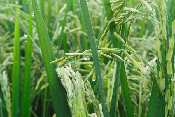 Fresh rice seed with morning dew — Stock Photo, Image