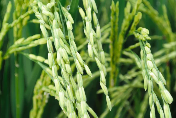 Group of fresh rice seed — Stock Photo, Image