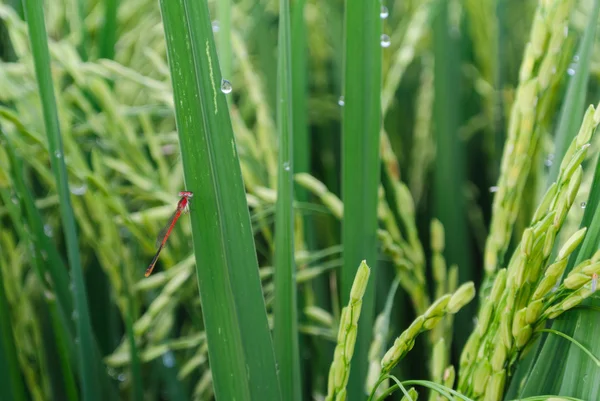 Red dragonfly in rice field — Stock Photo, Image